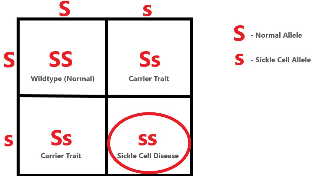 Sickle Cell Punnett Square